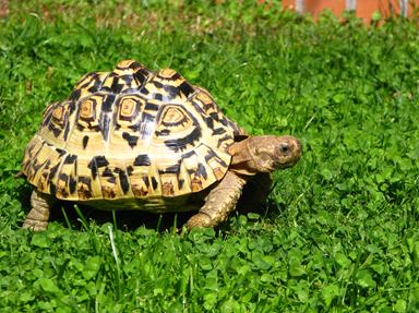 Stigmochelys pardalis